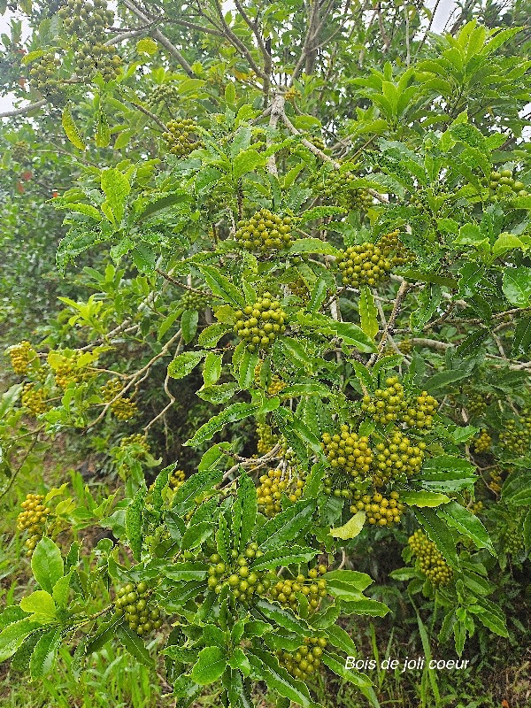 Pittosporum senacia Bois de joli coeur Pi ttosporaceae Indigène La Réunion 38.jpeg