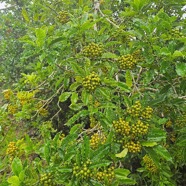 Pittosporum senacia Bois de joli coeur Pi ttosporaceae Indigène La Réunion 38.jpeg
