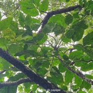 Polyscias repanda  Bois de papaye Ara liaceae Endémique La Réunion 12.jpeg
