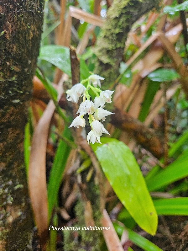 Polystachya cultriformis Orchidac eae Indigène La Réunion 35.jpeg