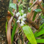 Polystachya cultriformis Orchidac eae Indigène La Réunion 35.jpeg