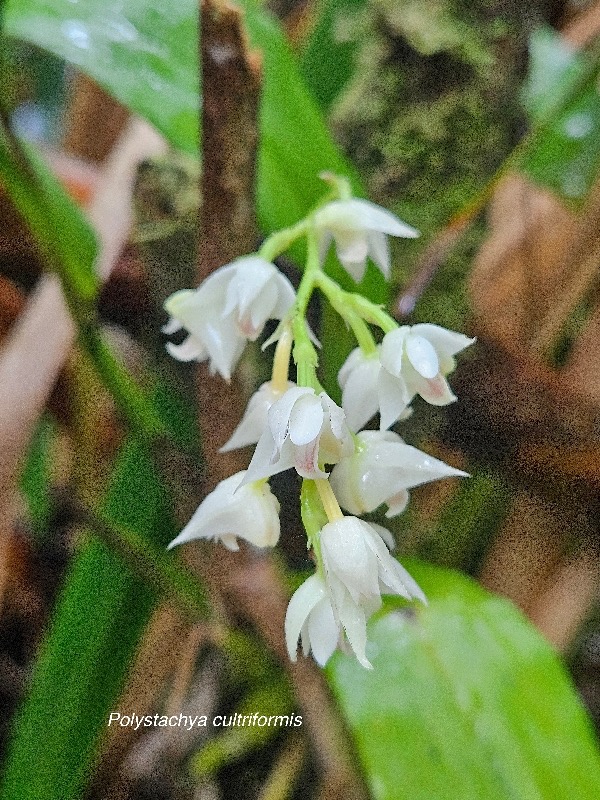 Polystachya cultriformis Orchidac eae Indigène La Réunion 42.jpeg