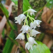Polystachya cultriformis Orchidac eae Indigène La Réunion 42.jpeg