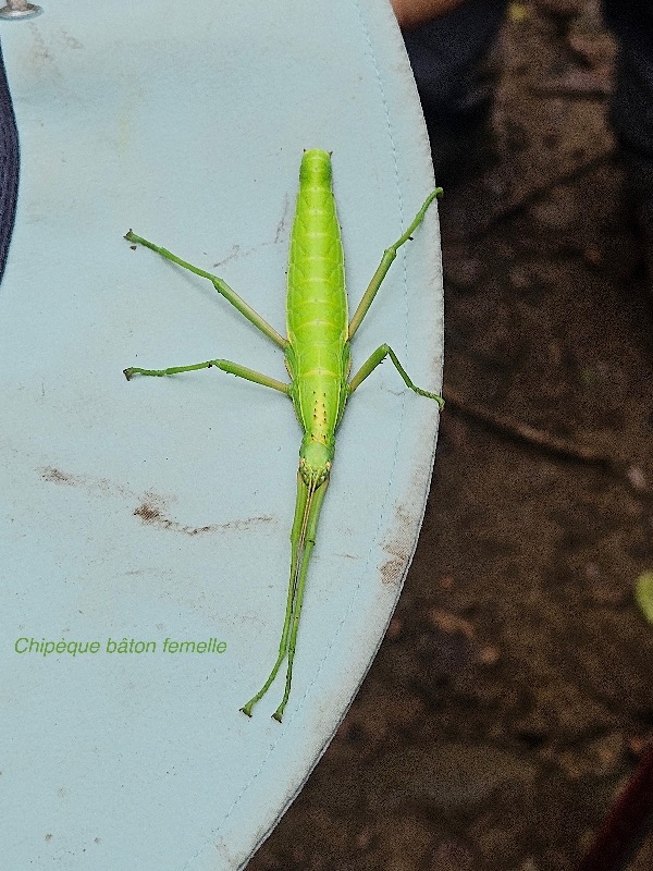 Rhaphiderus spiniger Chipèque bâton femelle Phasmidae Endémique La Réunion 39.jpeg