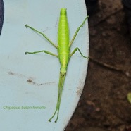Rhaphiderus spiniger Chipèque bâton femelle Phasmidae Endémique La Réunion 39.jpeg
