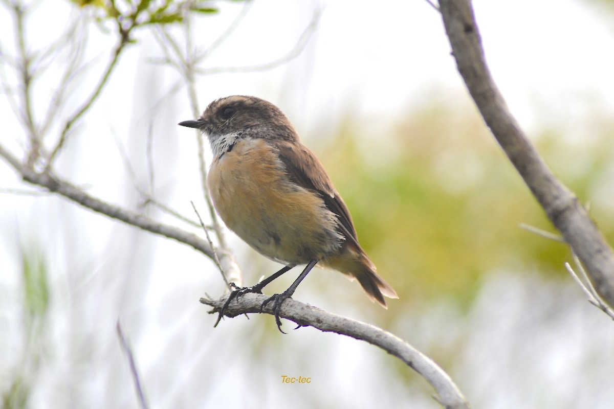 Saxicola tectes Tec-tec Muscicapid ae Endémique La Réunion 3887.jpeg