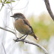 Saxicola tectes Tec-tec Muscicapid ae Endémique La Réunion 3887.jpeg