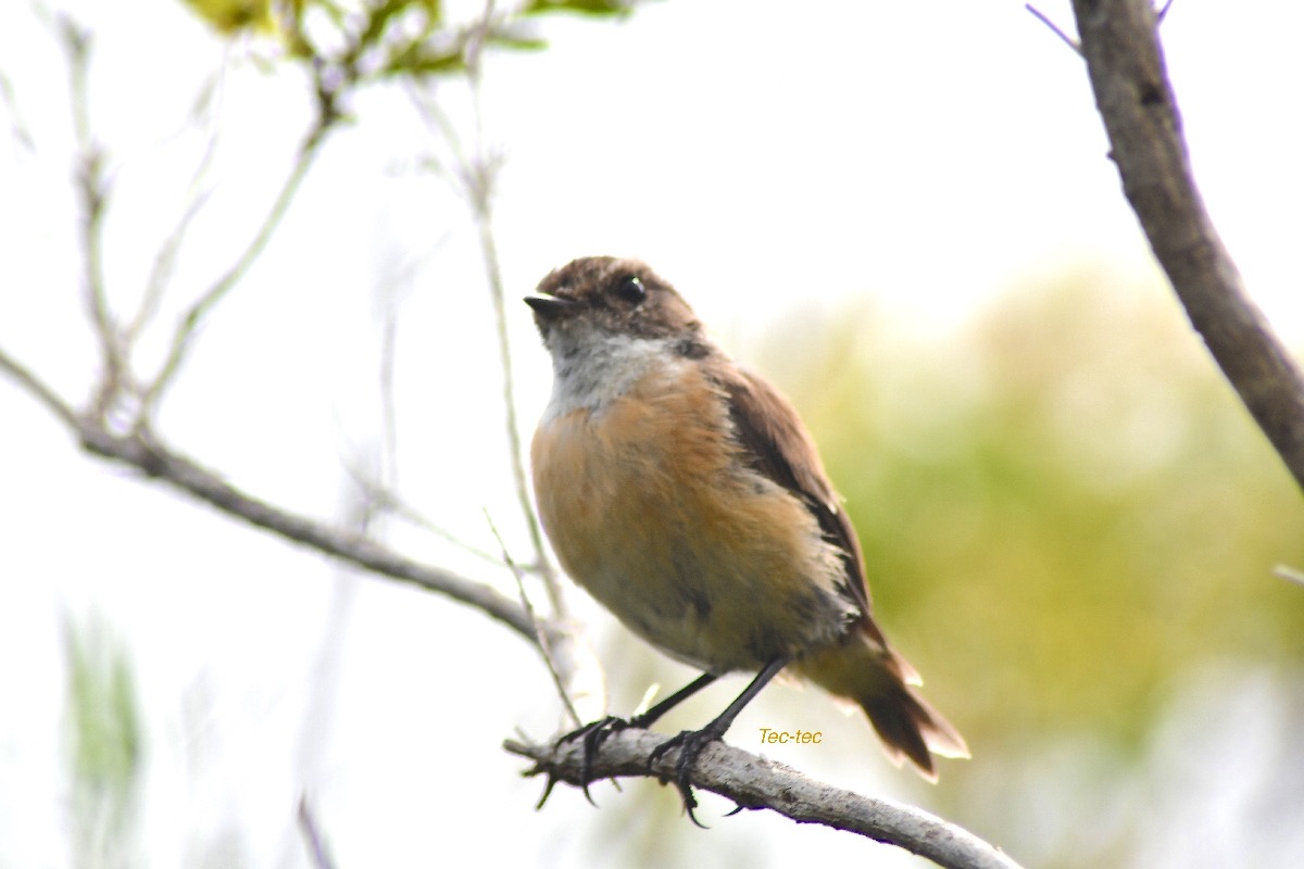 Saxicola tectes Tec-tec Muscicapid ae Endémique La Réunion 3888.jpeg