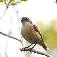 Saxicola tectes Tec-tec Muscicapid ae Endémique La Réunion 3888.jpeg