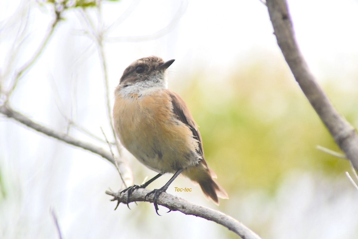 Saxicola tectes Tec-tec Muscicapid ae Endémique La Réunion 3891.jpeg