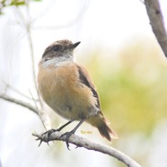 Saxicola tectes Tec-tec Muscicapid ae Endémique La Réunion 3891.jpeg