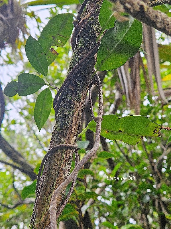 Secamone dilapidans Liane de lait Apocynac eae Endémique La Réunion, Maurice 16.jpeg