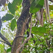 Secamone dilapidans Liane de lait Apocynac eae Endémique La Réunion, Maurice 16.jpeg