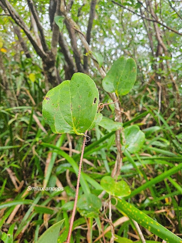Smilax anceps Croc de chien Smilaca ceae Indigène La Réunion 805.jpeg