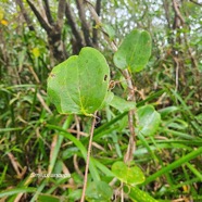 Smilax anceps Croc de chien Smilaca ceae Indigène La Réunion 805.jpeg