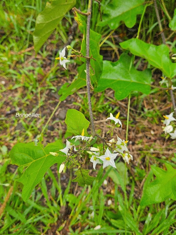 Solanum torvum  Bringellier Solanaceae Enva hissant seulement en milieu perturbé 6.jpeg