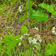 Solanum torvum  Bringellier Solanaceae Enva hissant seulement en milieu perturbé 6.jpeg