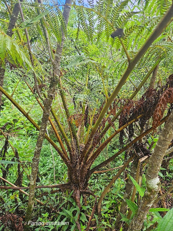 Sphaeropteris cooperi Fanjan australien Cyatheaceae E E 401.jpeg