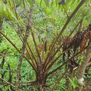 Sphaeropteris cooperi Fanjan australien Cyatheaceae E E 401.jpeg