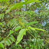 Trema orientalis Bois d'Andrèze Cannabaceae E E 107.jpeg