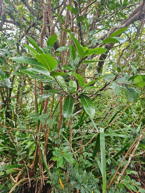 Xylopia richardii Bois de banane Annonacea e Endémique La Réunion, Maurice 800.jpeg
