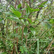 Xylopia richardii Bois de banane Annonacea e Endémique La Réunion, Maurice 800.jpeg
