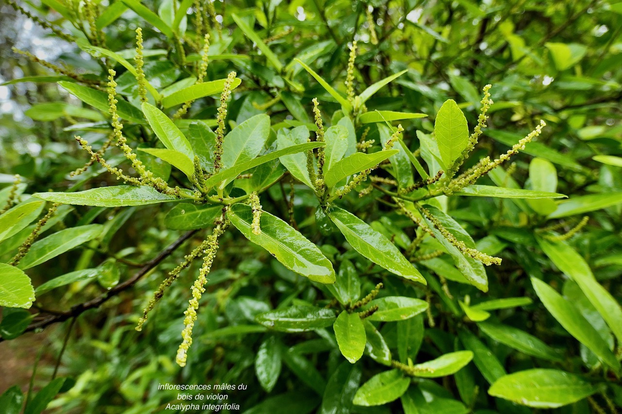 Acalypha integrifolia.bois de Charles.bois de violon. euphorbiaceae;endémique Madagascar Mascareignes..jpeg