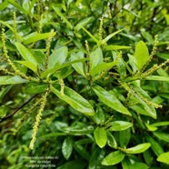 Acalypha integrifolia.bois de Charles.bois de violon. euphorbiaceae;endémique Madagascar Mascareignes..jpeg