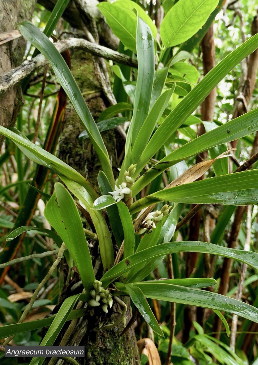 Angraecum bracteosum.orchidaceae.endémique Réunion..jpeg