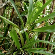 Angraecum bracteosum.orchidaceae.endémique Réunion..jpeg