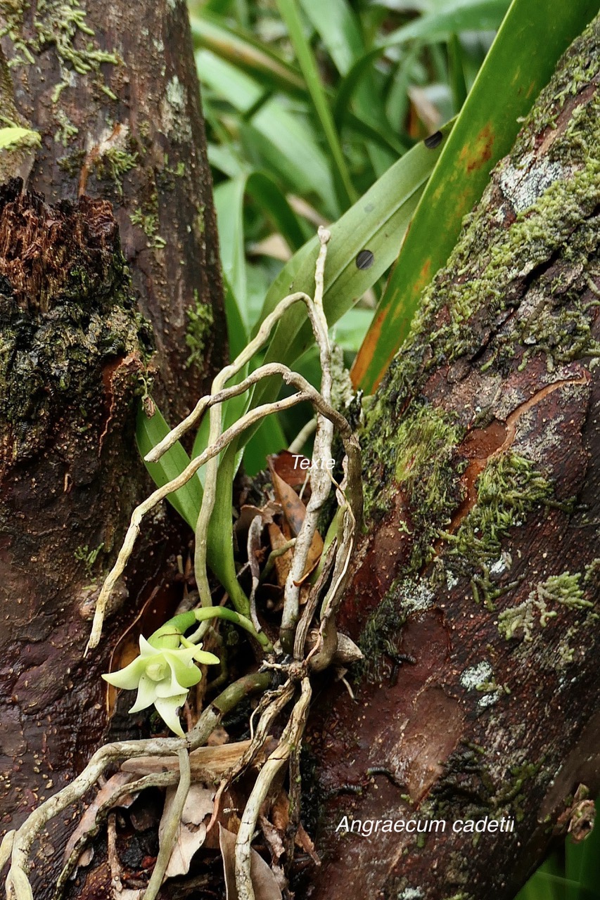 Angraecum cadetii Bosser.orchidaceae.endémique Réunion Maurice..jpeg