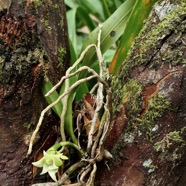 Angraecum cadetii Bosser.orchidaceae.endémique Réunion Maurice..jpeg
