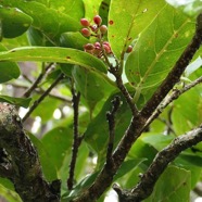 Antidesma madagascariense. Bois de cabri blanc.( avec fruits ) phyllanthaceae.indigène Réunion. (1).jpeg