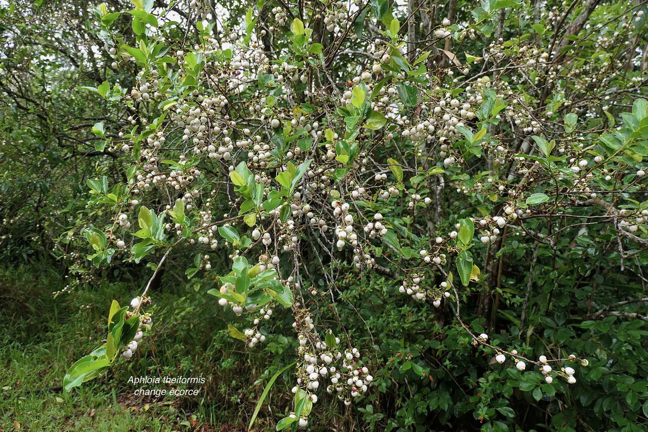 Aphloia theiformis.change écorce.( très nombreux fruits ) aphloiaceeae.indigène Réunion..jpeg