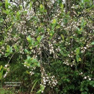 Aphloia theiformis.change écorce.( très nombreux fruits ) aphloiaceeae.indigène Réunion..jpeg