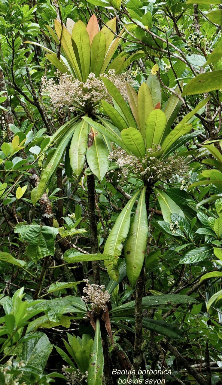 Badula borbonica.bois de savon.primulaceae.endémique Réunion. (3).jpeg
