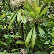 Badula borbonica.bois de savon.primulaceae.endémique Réunion. (3).jpeg