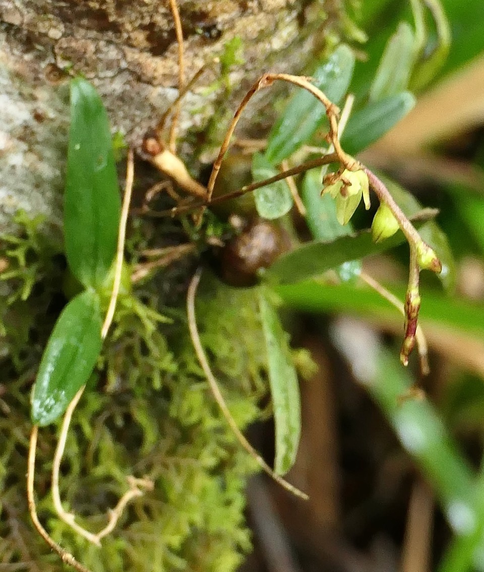 Bulbophyllum mascarenense.( pseudobulbe à deux feuilles ) orchidaceae.endémique Réunion Maurice.jpeg