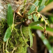 Bulbophyllum mascarenense.( pseudobulbe à deux feuilles ) orchidaceae.endémique Réunion Maurice.jpeg