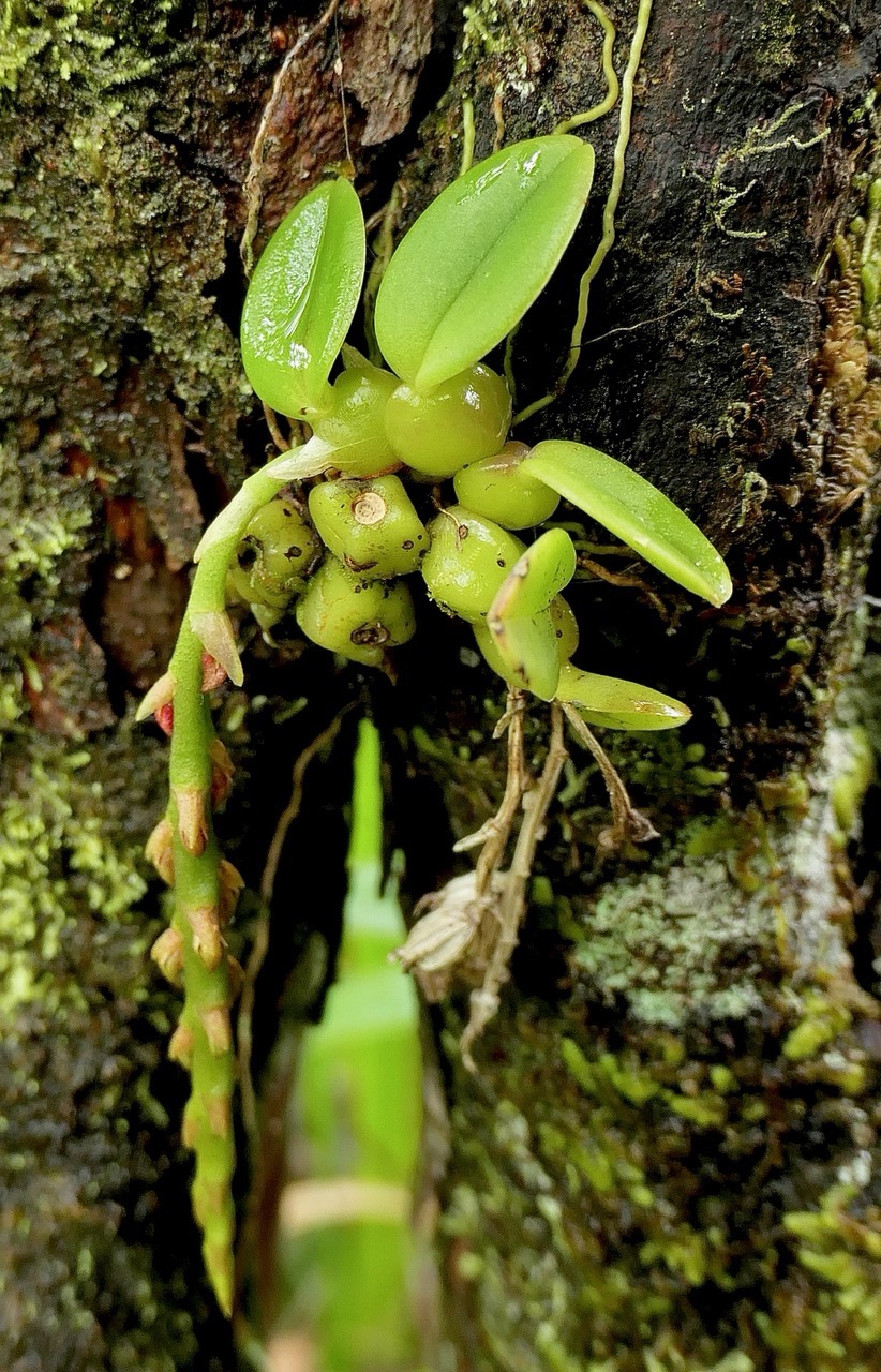 Bulbophyllum sambiranense Jum. et H. Perrier.( devenu Bulbophylum elliotii dans la nouvelle Flore des Mascareignes )orchidaceae.endémique Madgascar Mascareignes.jpeg