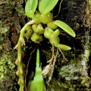Bulbophyllum sambiranense Jum. et H. Perrier.( devenu Bulbophylum elliotii dans la nouvelle Flore des Mascareignes )orchidaceae.endémique Madgascar Mascareignes.jpeg