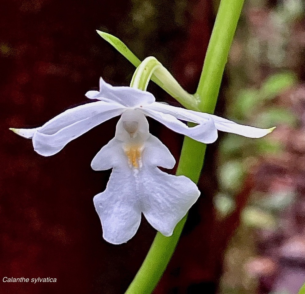 Calanthe sylvatica orchidaceae.Indigène Réunion (1).jpeg
