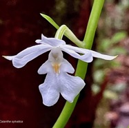 Calanthe sylvatica orchidaceae.Indigène Réunion (1).jpeg