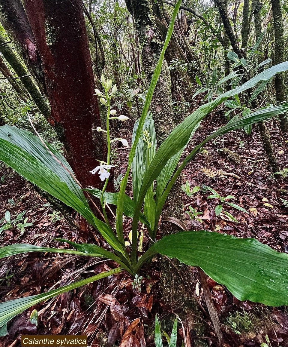 Calanthe sylvatica orchidaceae.Indigène Réunion.jpeg