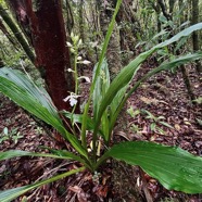 Calanthe sylvatica orchidaceae.Indigène Réunion.jpeg