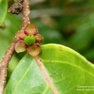 Casearia coriacea .bois de cabri rouge.( fruit en formation ) salicaceae.endémique Réunion Maurice..jpeg