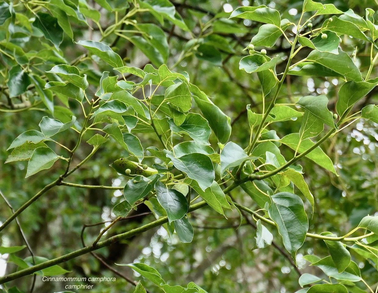 Cinnamommum camphora.camphrier.lauraceae.amphinaturalisé..jpeg