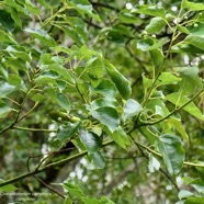 Cinnamommum camphora.camphrier.lauraceae.amphinaturalisé..jpeg