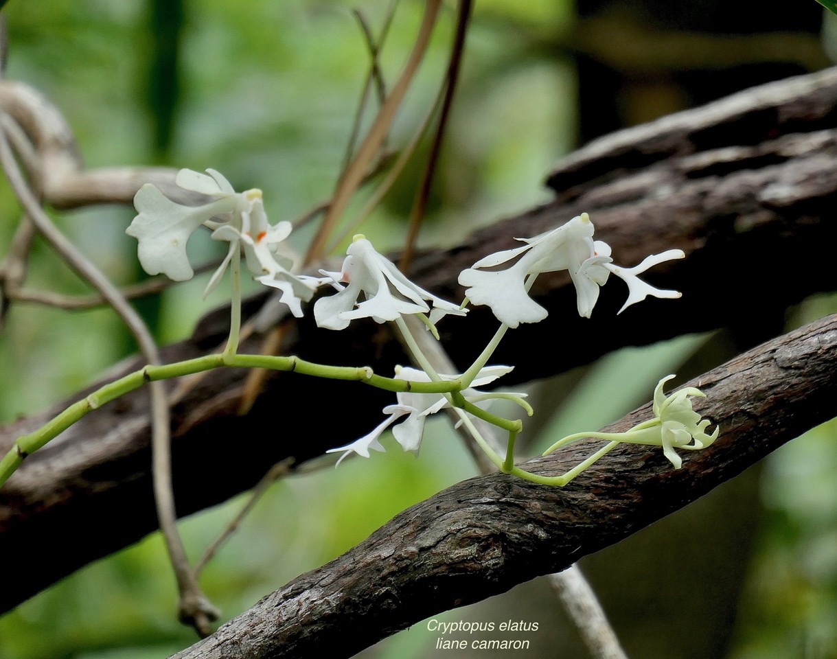 Cryptopus elatus .liane camaron.gros faham;orchidaceae.endémique Réunion Maurice.jpeg
