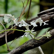 Cryptopus elatus .liane camaron.gros faham;orchidaceae.endémique Réunion Maurice.jpeg